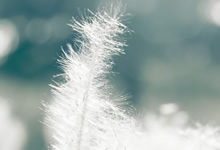 ABBYY FineReader Corporate